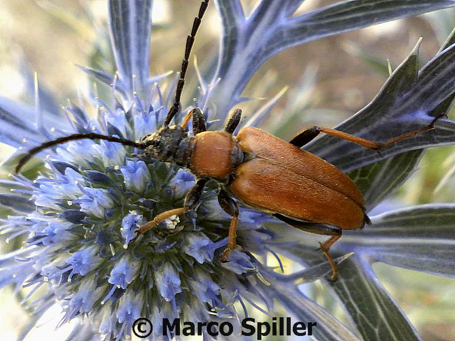 Leptura (Corymbia) rubra - Stictoleptura rubra ssp. rubra